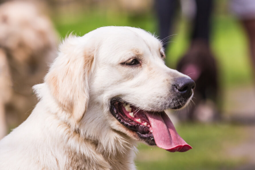 Golden retriever 